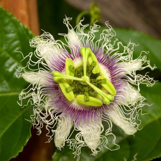 Maracuja 'Suntropics'